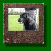 Photo Album | Black Labrador | Sire | Pilgrim