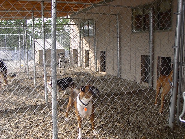 Maranatha shop farm kennels