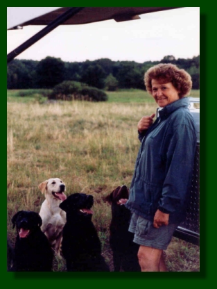 Photo-Labrador Retrievers Gun Hunt training test.